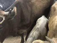 بقرة, Ukrainian Brown Dairy Cattle — الصورة 1