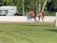Aygır, Rocky Mountain Horse — foto 2