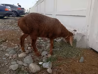Schaf, Arashan sheep — Foto 3