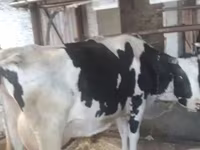 Kuh, Swiss cattle — Foto 4