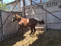 Aygır, Arabian horse — foto 3