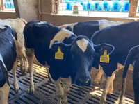 Boğa, Holstein ırkı — foto 4