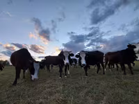 Vaca, Raza Holstein — foto 6