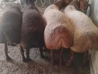Widder, Arashan sheep — Foto 2