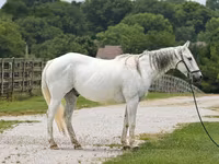 Koń, National Show Horse — zdjęcie 1