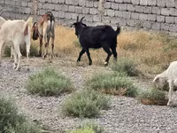 Oğlak, Keçiler — foto 2