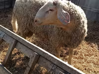 Koç, Assaf sheep — foto 3