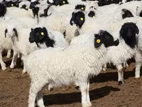 Koç, Precoce sheep — foto 4