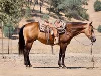 Koń, Quarter Horse — zdjęcie 6