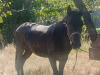 Horse (M), French Trotter — photo 2