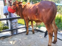 Toro, Ganado vacuno — foto 1