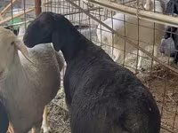 公羊, Sheep — 照片 1