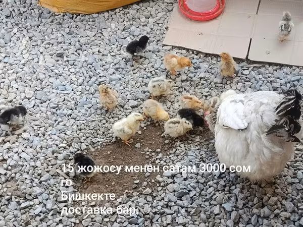 Chickens