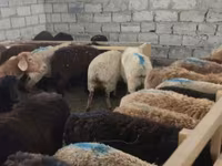 Owca, Owce — zdjęcie 2