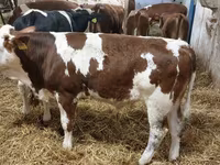 ثور, Simmental cattle — الصورة 2