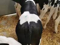 公牛, Cattle — 照片 4