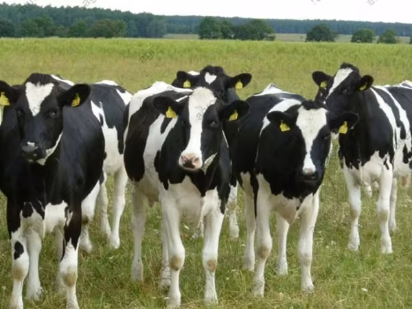 İnek, Holstein ırkı
