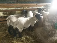 Schaf, Baerchuke sheep — Foto 1