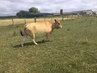 İnek, Partenaise cattle — foto 3