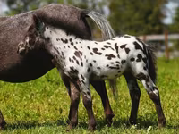 Yegua, American shetland pony — foto 7