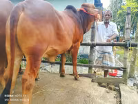 Toro, Ganado vacuno — foto 2