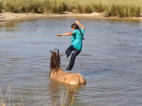 Hengst, Gypsy horse — Foto 3