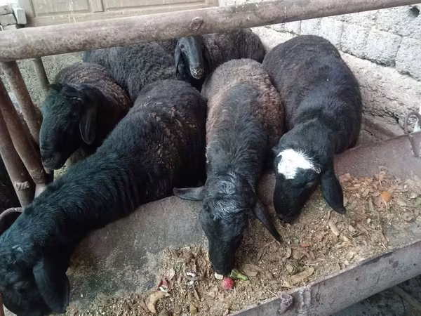 Widder, Rhon sheep