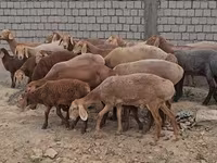 Widder, Arashan sheep — Foto 2