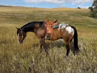 Hengst, Horses of Sable Island — Foto 3
