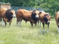 Boğa, Partenaise cattle — foto 1
