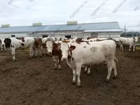 公牛, Yaroslavl cattle — 照片 7