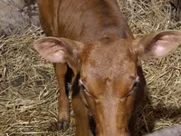 Bulle, Simmental cattle — Foto 7