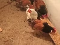 Chickens — photo 6