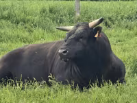 İnek, Wagyu — foto 4