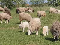 Schaf, Katum sheep — Foto 5