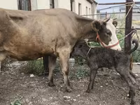 母牛, Simmental cattle — 照片 2