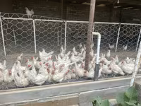 Leghorn — Foto 6