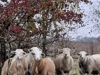Widder, Katum sheep — Foto 7