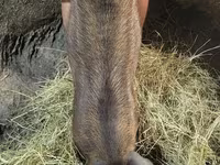 Boar, Мангалица — photo 7