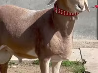 公羊, Sheep — 照片 1
