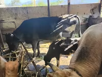 Toro, Ganado vacuno — foto 1