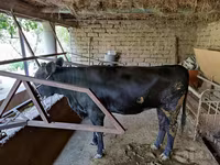 Vaca, Ganado vacuno — foto 3