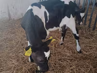 İnek, Holstein ırkı — foto 4