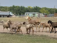 Baran, Hissar sheep — zdjęcie 8