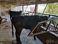 Vaca, Ganado vacuno — foto 2