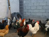Brahma — foto 2