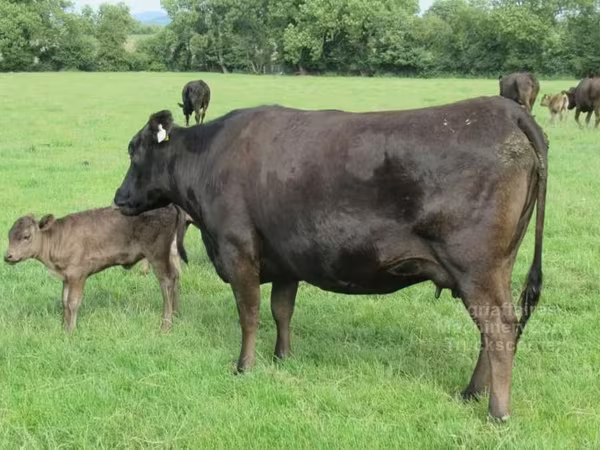 Wagyu