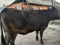 Vaca, Ganado vacuno — foto 5