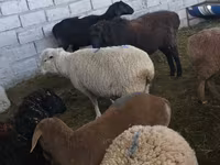 Owca, Tian-Shan semifinewool sheep — zdjęcie 4