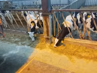 公牛, Yaroslavl cattle — 照片 1
